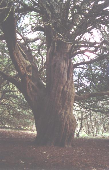Grandpa Yew, Surrey (c) Afon